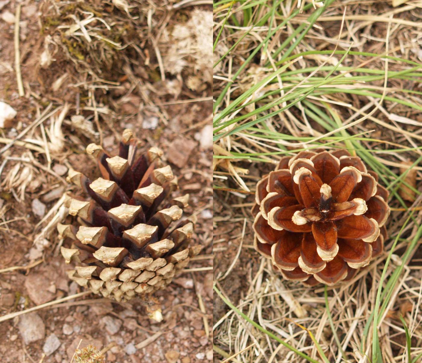 Pine, Scots fruit